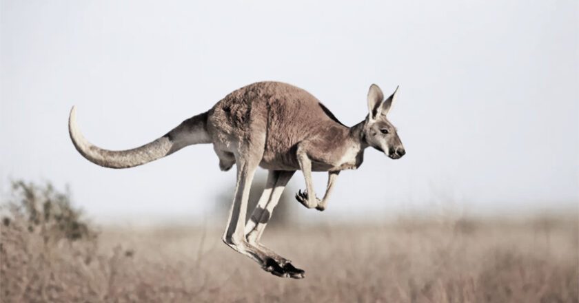 Kangaroo dan Mitos Suci Air Bah