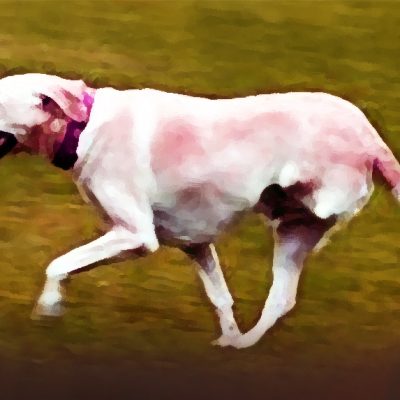 Anjing berkaki Tiga